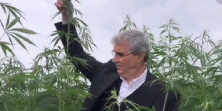 مسؤول بحزب أردوغان فخور بصورته وسط حقول القنب!