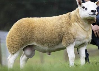 صفقة بيع أغلى خروف في العالم!