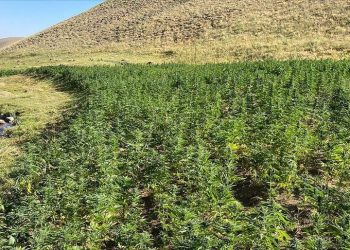 مصادرة 1.5 مليون شتلة من القنب الذي يريد أردوغان زراعته في تركيا!