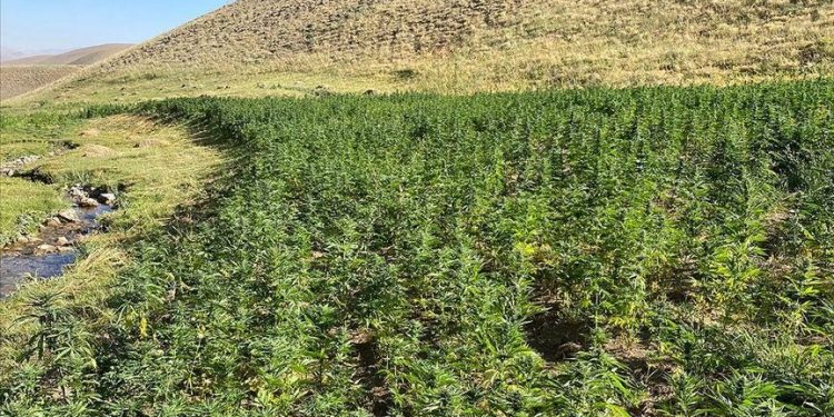مصادرة 1.5 مليون شتلة من القنب الذي يريد أردوغان زراعته في تركيا!