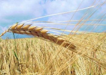 واردات القمح اليوناني إلى تركيا تضاعفت 6 مرات!