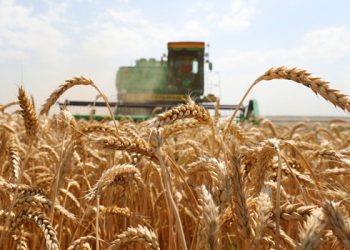 تركيا تستورد 500 ألف طن قمح لمواجهة الأوضاع الطارئة