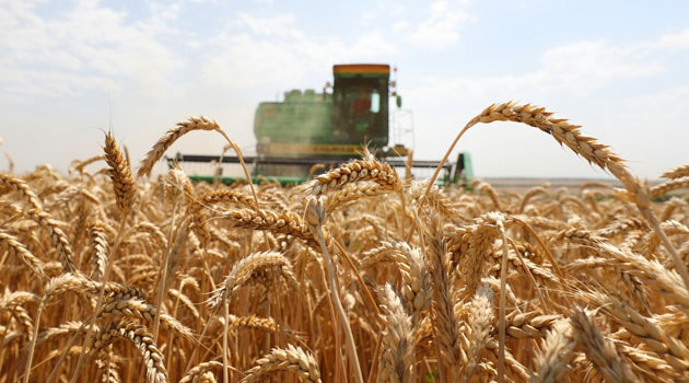 تركيا تستورد 500 ألف طن قمح لمواجهة الأوضاع الطارئة