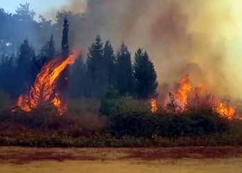 بعد هطاي.. حرائق غابات جديدة جنوب تركيا