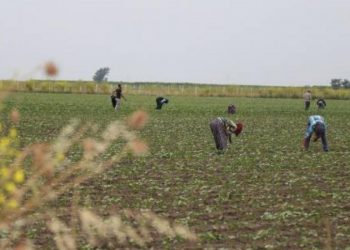 أردوغان يتجه لقطع الدعم عن المزارعين في 2021