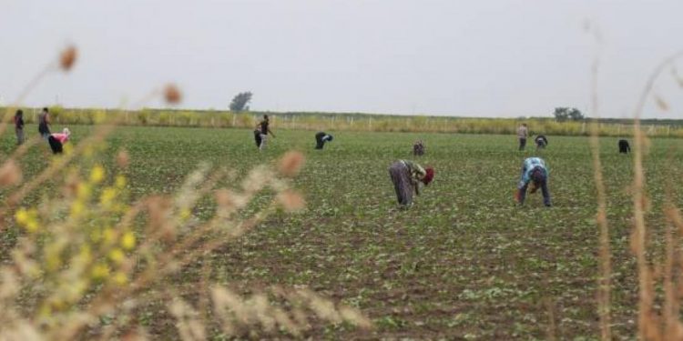 أردوغان يتجه لقطع الدعم عن المزارعين في 2021