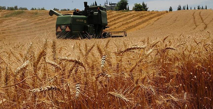 تركيا.. قرار يدفع المزارع للتخلي عن إنتاج القمح