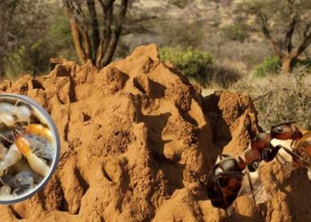 حين يتكلم النمل