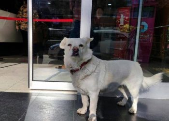 كلب وفي ينتظر صاحبه عدة أيام أمام مدخل المستشفى