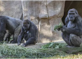 إصابة 8 غوريلات في أمريكا بفيروس كورونا