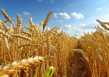 تركيا.. القمح المستورد يقضي على الإنتاج المحلي