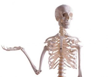 العظام البشرية مصدر إلهام للهندسة المعمارية
