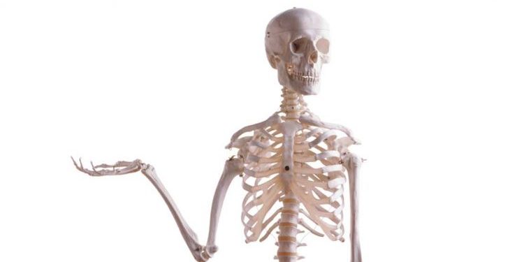 العظام البشرية مصدر إلهام للهندسة المعمارية