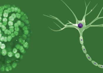 عمالقة النظافة: الكائنات المجهرية