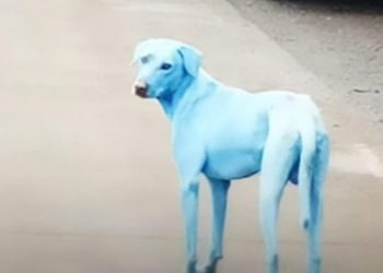 ظهور كلاب زرقاء في روسيا يُثير القلق!