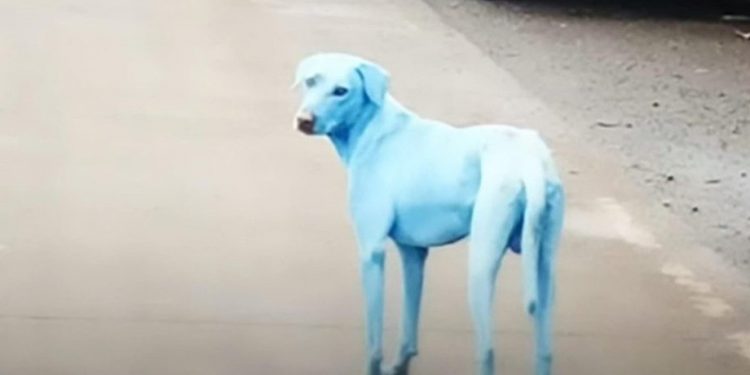 ظهور كلاب زرقاء في روسيا يُثير القلق!