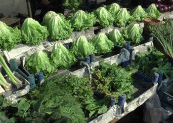 الخس يسجل أعلى زيادة في تركيا