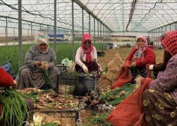 تركيا.. 94% من النساء العاملات بالزراعة بدون ضمان اجتماعي