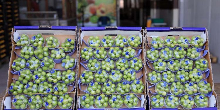 سعر البرقوق الأخضر ينافس الذهب في تركيا