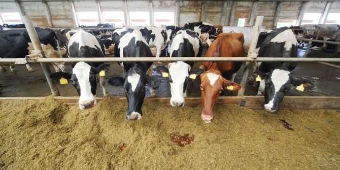 تركيا تسمح باستخدام بذور معدلة وراثيًا بالعلف الحيواني