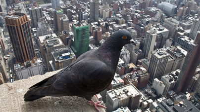 كورونا تسبب في تغير سلوك الطيور