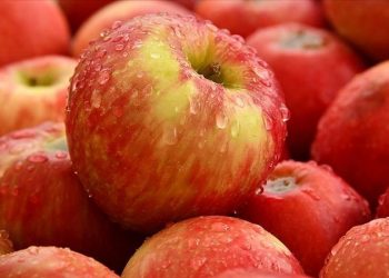 روسيا تعيد 63 طنا من التفاح إلى تركيا