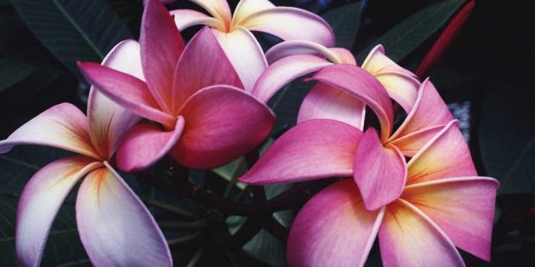 الركن الوظيفي للبيئة قبل خلق الإنسان