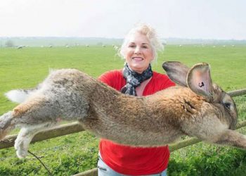 اختطاف أكبر أرنب في العالم!