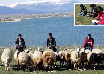 تركيا.. طلاب يحضرون دروسهم أثناء رعي الأغنام