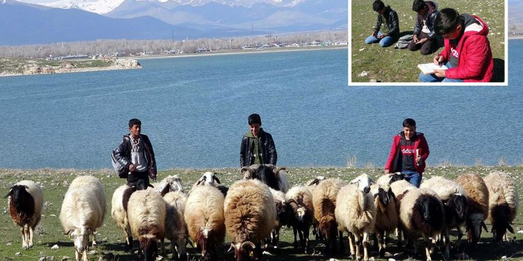 تركيا.. طلاب يحضرون دروسهم أثناء رعي الأغنام