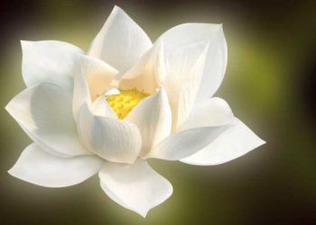 العمل الخيري: مفهومه وموقعه من مقاصد الشريعة