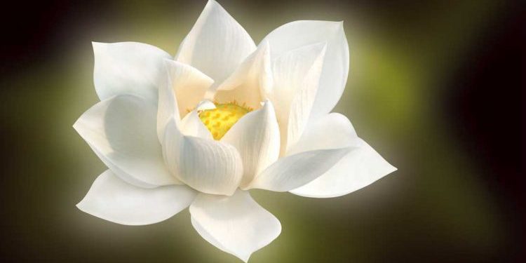 العمل الخيري: مفهومه وموقعه من مقاصد الشريعة