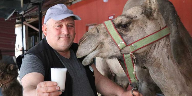 تركيا.. كورونا يرفع الطلب على حليب الإبل