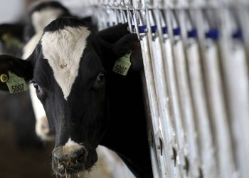 تركيا.. الحكومة تتخلى عن العناد مع منتجي الألبان بعد خسائرهم