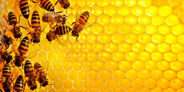أسرارٌ هندسية في خلية عسل