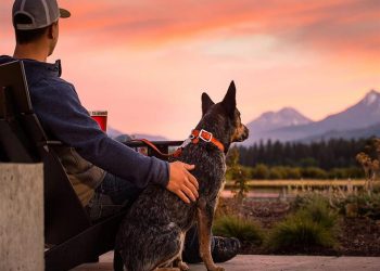 “الكلاب والملائكة”