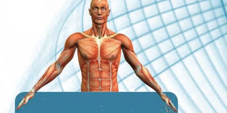 الجهاز العضلي يتكلم