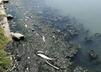 نفوق أسماك بعد تغير لون مياه بحيرة في تركيا