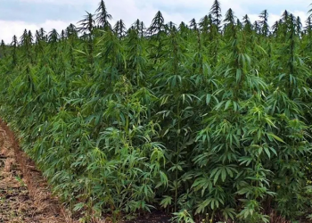 الجارديان: تركيا تتوسع في زراعة القنب