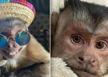 خبر حزين للملايين من متابعي القرد “جورج” على TikTok