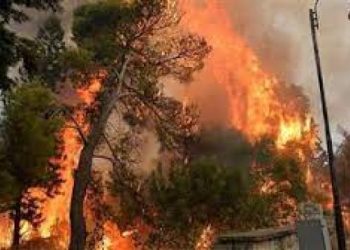 أردوغان: سنحشد كافة طاقات الدولة للسيطرة على هذه الكارثة الوطنية في حريق الغابات