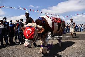 ماراثون اختيار أجمل أضحية في إسطنبول