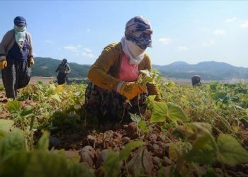 تركيا.. آلاف المزارعين هجروا أراضيهم خلال عام