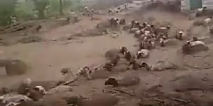 تركيا.. نفوق عشرات الماشية بسبب الفيضانات ودمار يلحق بالمنازل