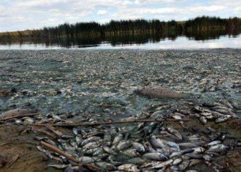 تركيا: نفوق آلاف الأسماك في بحيرة اصطناعية