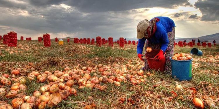 تركيا.. سعر البصل أقل من تكلفة الإنتاج!