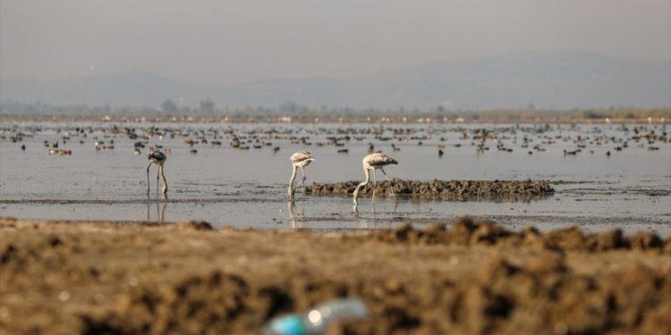 تركيا: 261 نوعًا من الطيور في خطر لجفاف بحيرة