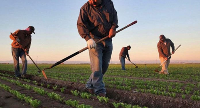 تركيا.. المزارعون يتخلون عن السماد بسبب ارتفاع الأسعار