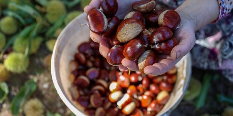 تركيا: عاصفة ارتفاع الأسعار لا تتوقف.. ارتفاع بنسبة 150% في الكستناء!