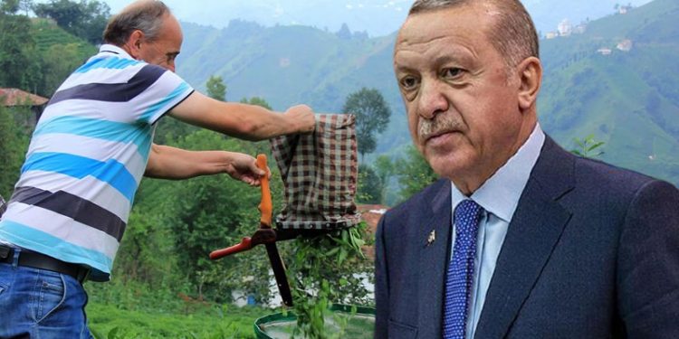 أهالي مسقط رأس أردوغان: سنصوت لمن ينقذنا من هذه الحكومة